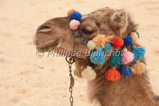 camelus dromedarius.JPG - Camelus dromedariusDromadaire ou chameau d'Arabie (portrait)Domedary or Arabian camelCetartiodactyla (=Artiodactyla), CamelidaeDésert libyque, Egypte